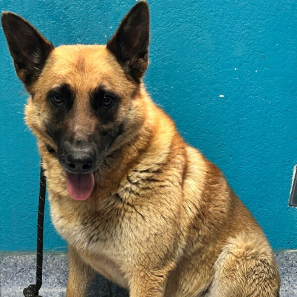 cartel de perro encontrado