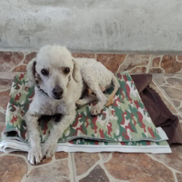 cartel de perro encontrado