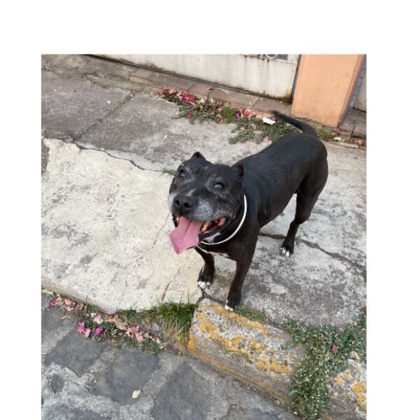 cartel de perro encontrado