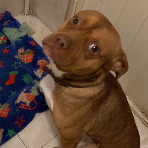 cartel de perro encontrado