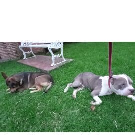 cartel de perro encontrado