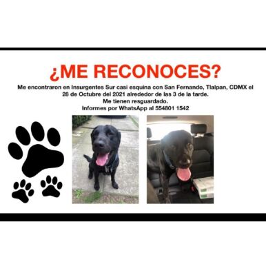 cartel de perro encontrado