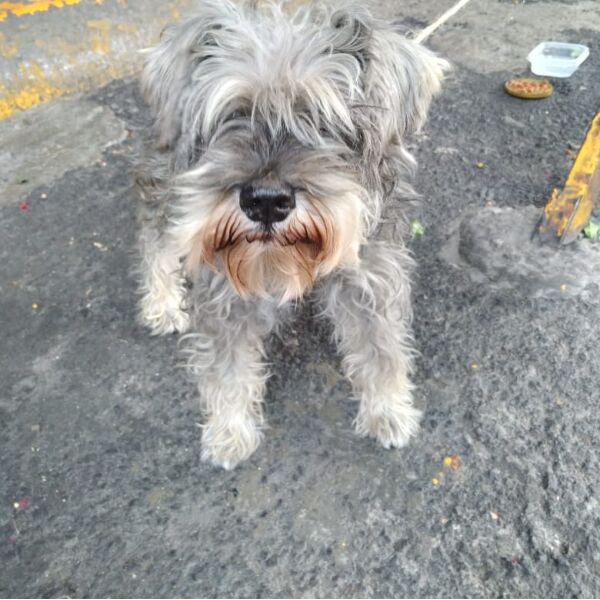 cartel de perro encontrado