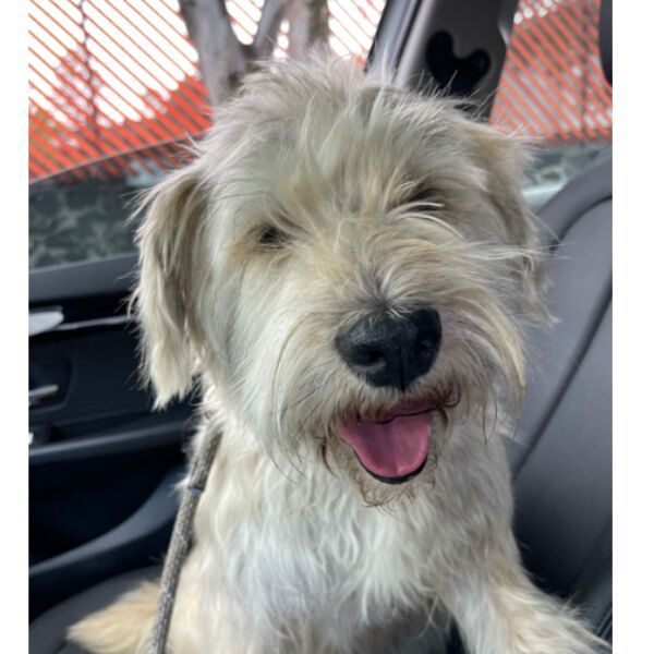 cartel de perro encontrado