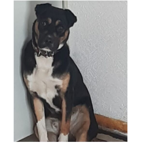 cartel de perro encontrado