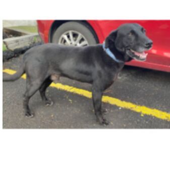 cartel de perro encontrado