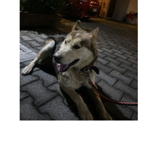 cartel de perro encontrado