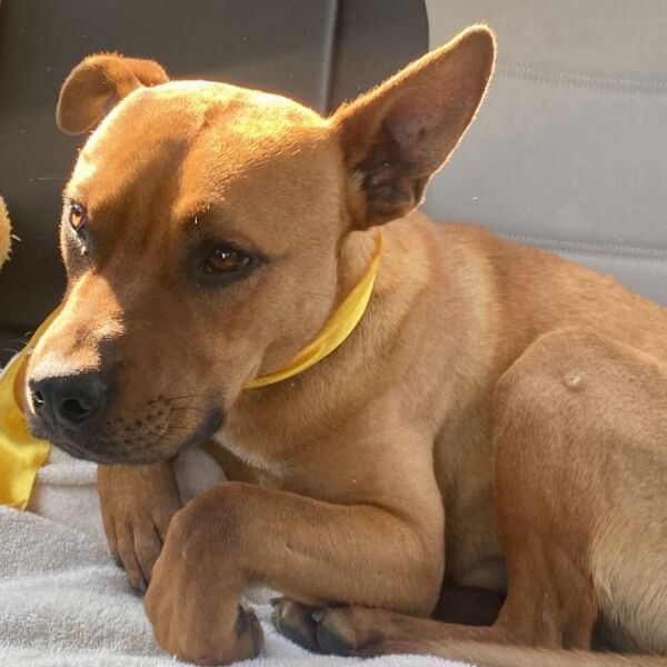 cartel de perro encontrado