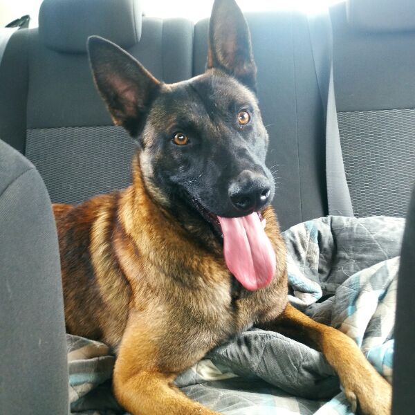 cartel de perro encontrado