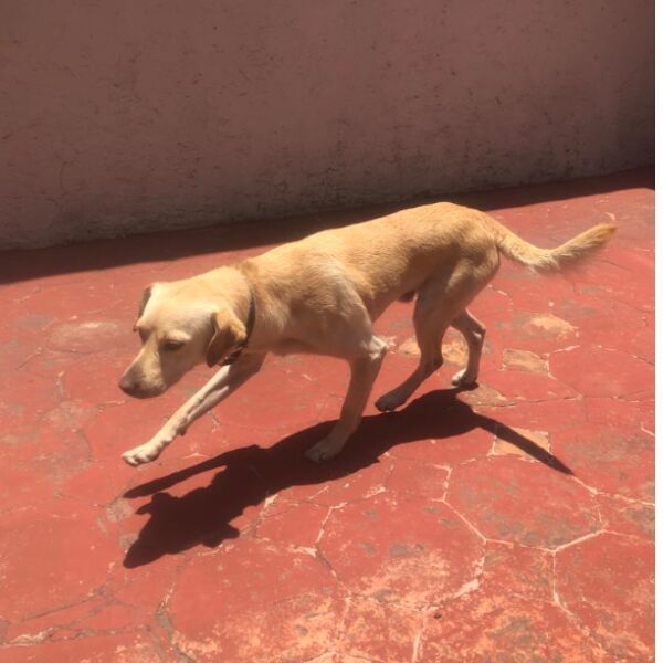 cartel de perro encontrado