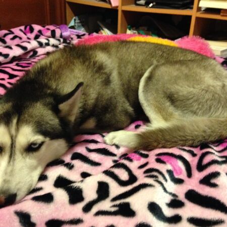 cartel de perro encontrado