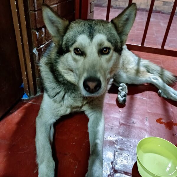 cartel de perro encontrado