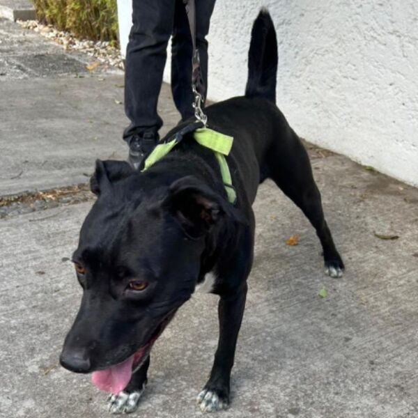 cartel de perro encontrado