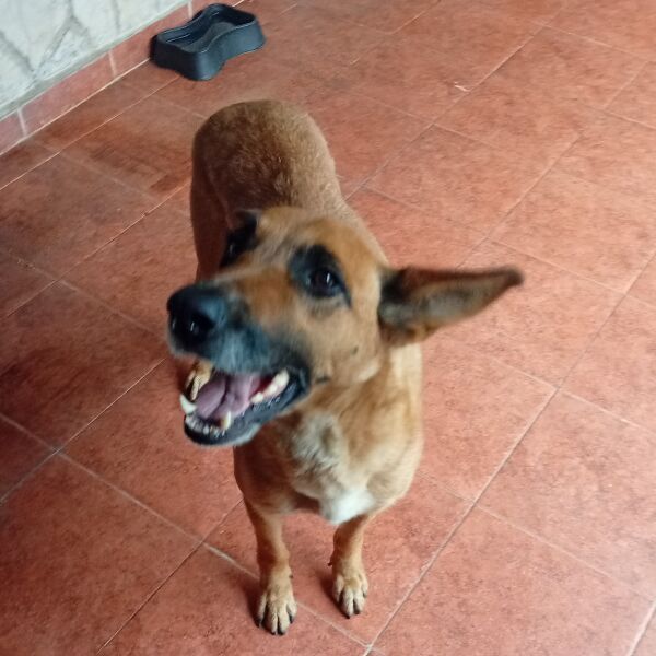 cartel de perro encontrado