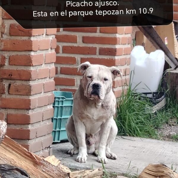 cartel de perro encontrado