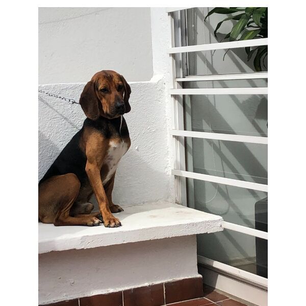 cartel de perro encontrado