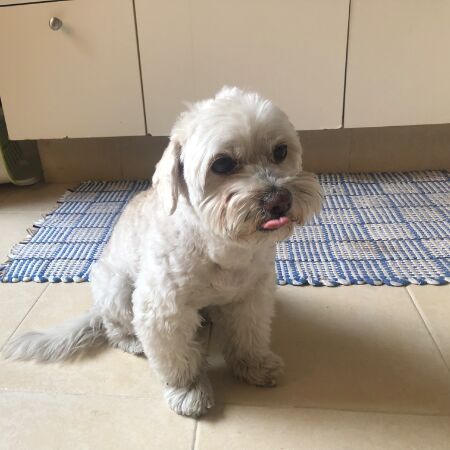 cartel de perro encontrado