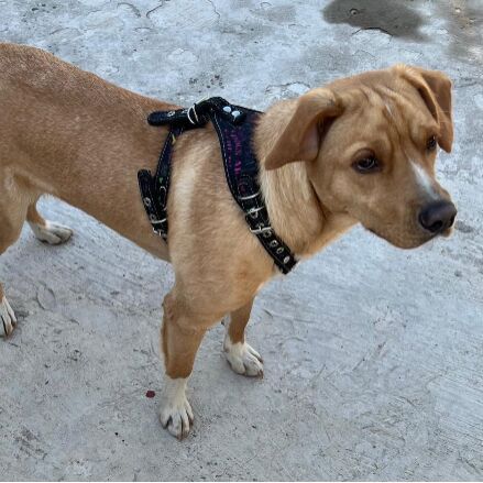 cartel de perro encontrado