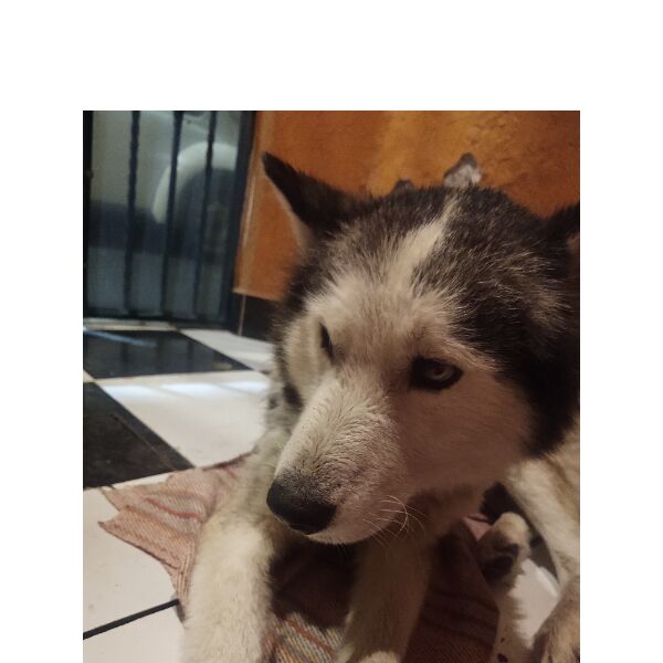 cartel de perro encontrado