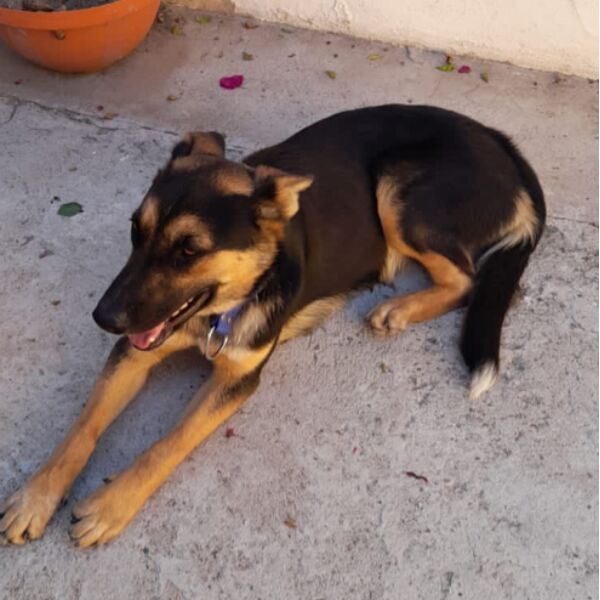 cartel de perro encontrado