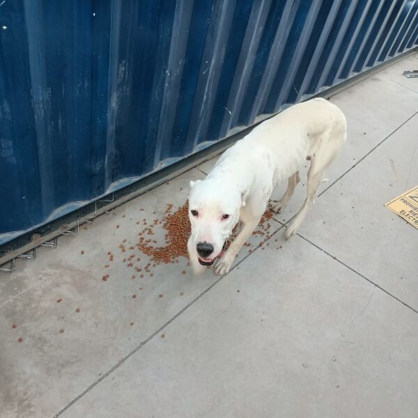 cartel de perro encontrado