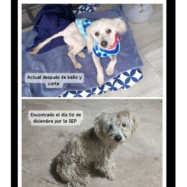 cartel de perro encontrado