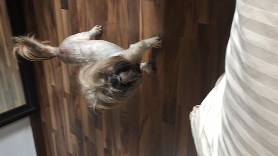 cartel de perro encontrado