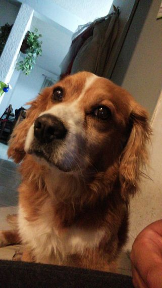 cartel de perro encontrado