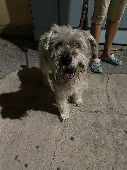 cartel de perro encontrado