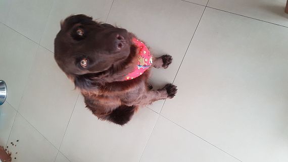 cartel de perro encontrado