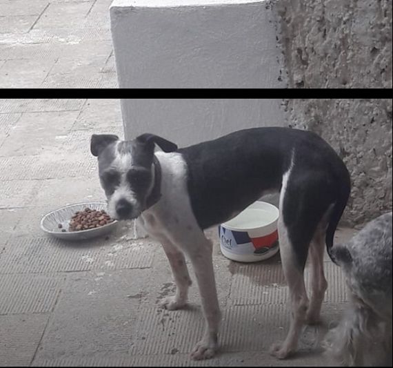 cartel de perro encontrado