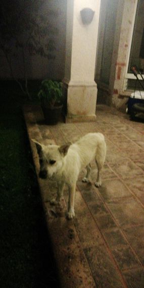 cartel de perro encontrado