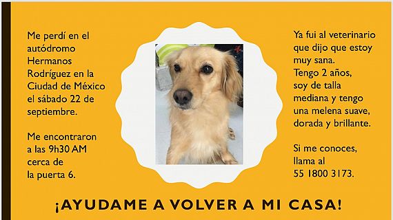 cartel de perro encontrado