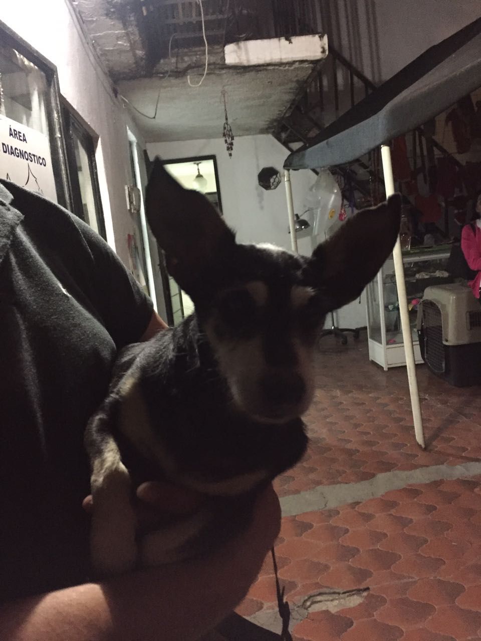 cartel de perro encontrado