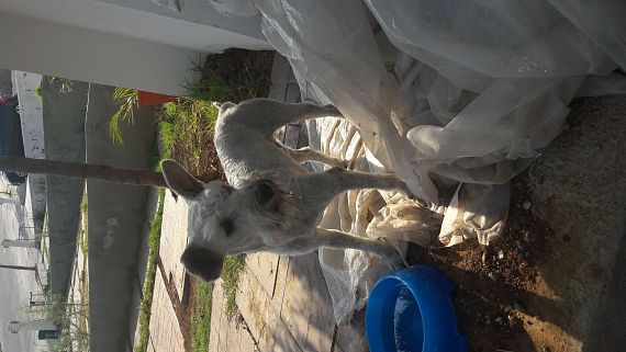 cartel de perro encontrado