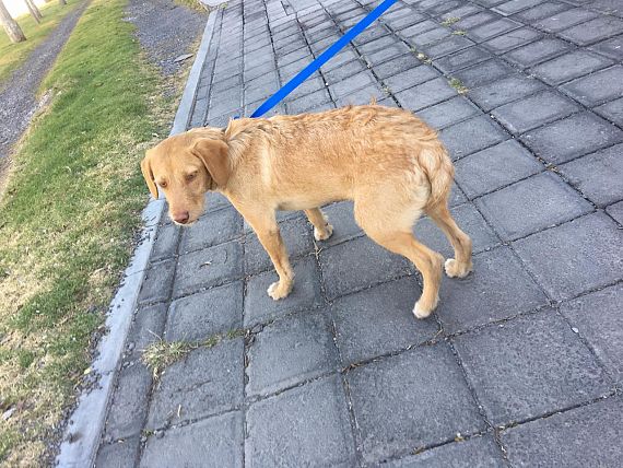 cartel de perro encontrado