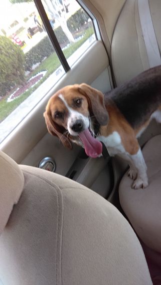 cartel de perro encontrado