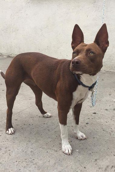 cartel de perro encontrado