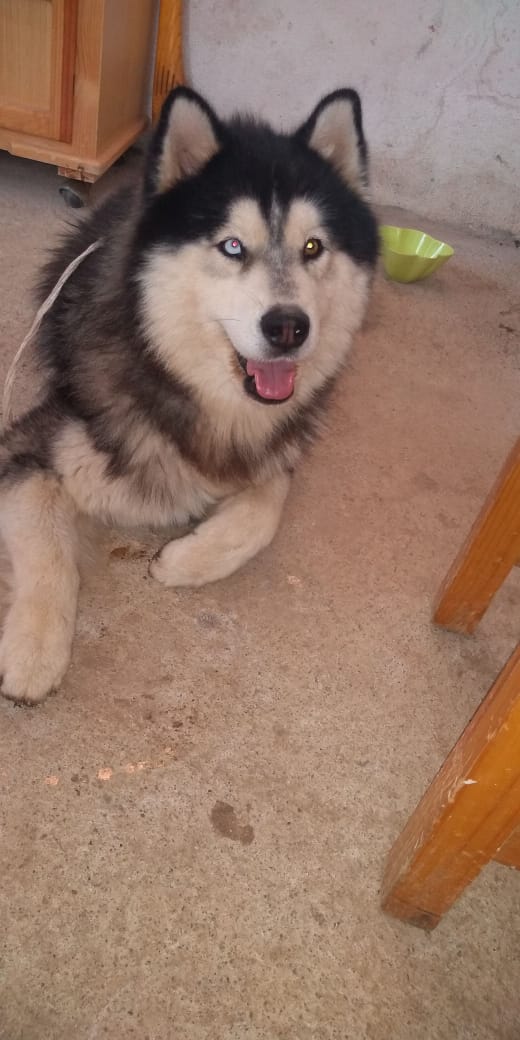 cartel de perro encontrado