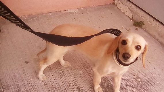 cartel de perro encontrado