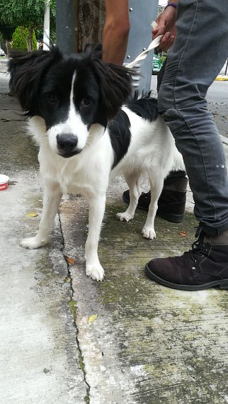 cartel de perro encontrado