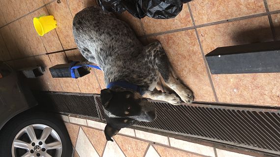 cartel de perro encontrado