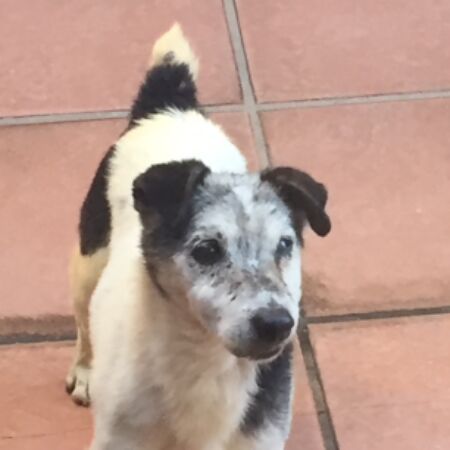 cartel de perro encontrado