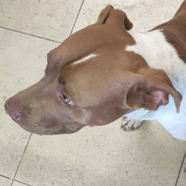 cartel de perro encontrado