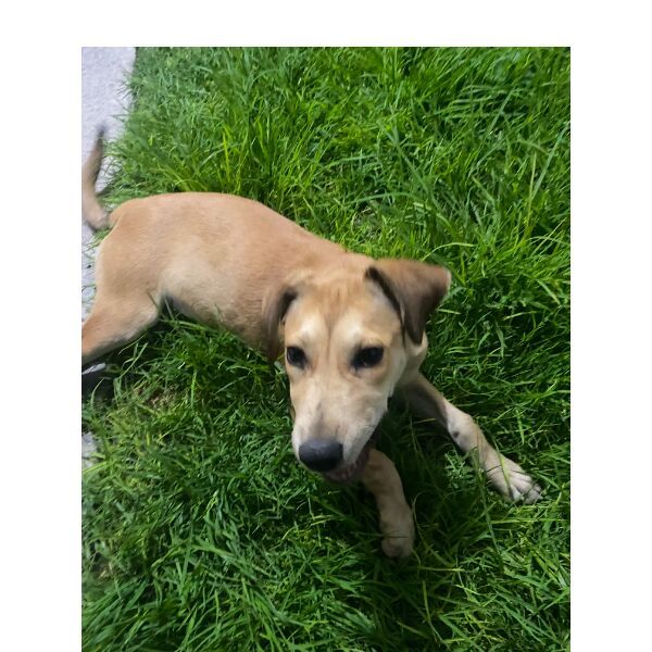 cartel de perro encontrado