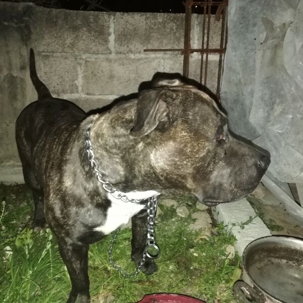 cartel de perro encontrado