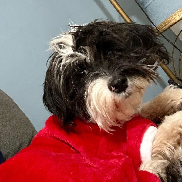 cartel de perro encontrado