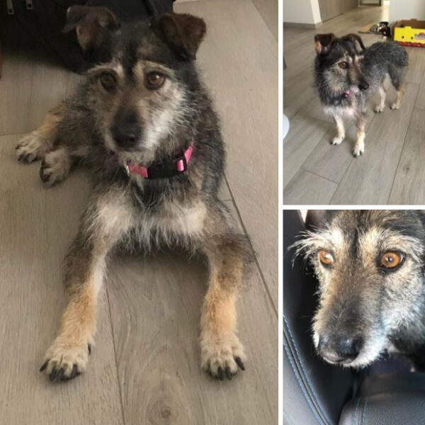 cartel de perro encontrado