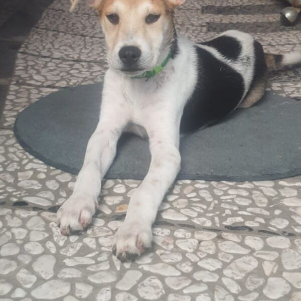 cartel de perro encontrado