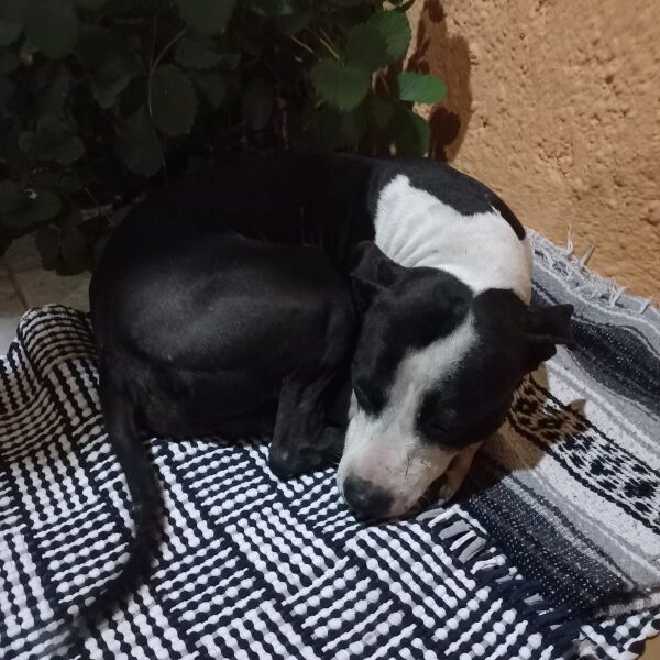 cartel de perro encontrado